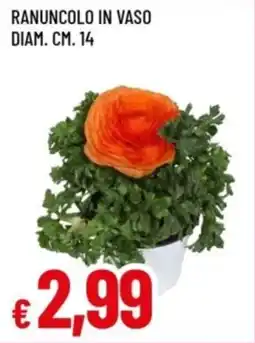 Famila Ranuncolo in vaso diam. cm. 14 offerta