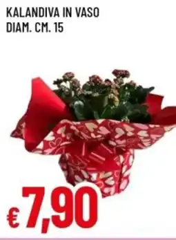 Famila Kalandiva in vaso diam. cm. 15 offerta