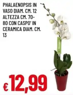 Famila Phalaenopsis in vaso diam. cm. 12 altezza cm. 70- 80 con caspo' in ceramica diam. cm. 13 offerta