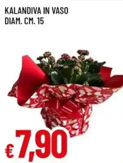 A&O Kalandiva in vaso diam. cm. 15 offerta