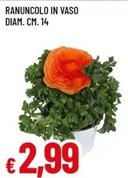 A&O Ranuncolo in vaso diam. cm. 14 offerta