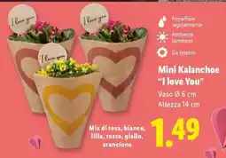 Lidl Mini Kalanchoe 'I love you' offerta