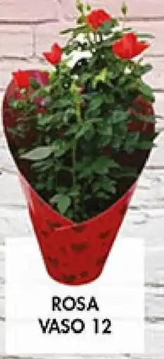 Coal Rosa vaso 12 offerta