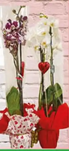 Coal Phalaenopsis vaso 12 offerta