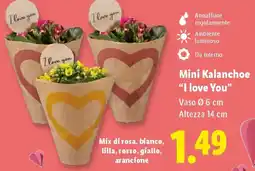 Lidl Mini Kalanchoe "I love You" offerta