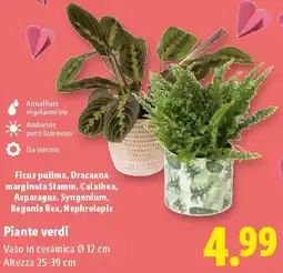 Lidl Piante verdi offerta