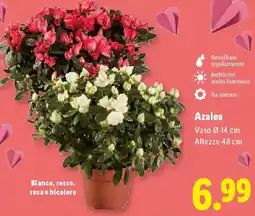 Lidl Azalea offerta