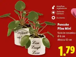 Lidl Pancake Pilea Mini offerta