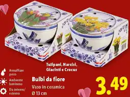 Lidl Bulbi da fiore offerta