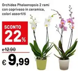 Iper La Grande Orchidea Phalaenopsis 2 rami con coprivaso in ceramica offerta