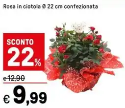 Iper La Grande Rosa in ciotola Ø22 cm confezionata offerta
