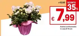 Iper La Grande Azalea confezionata in vaso offerta