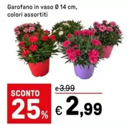 Iper La Grande Garofano in vaso colori assortiti offerta