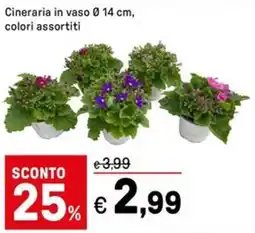 Iper La Grande Cineraria in vaso colori assortiti offerta