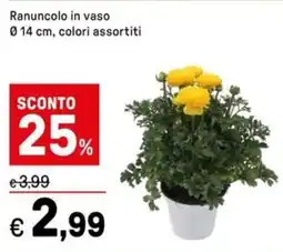 Iper La Grande Ranuncolo in vaso colori assortiti offerta