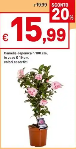 Iper La Grande Camelia Japonica h in vaso colori assortiti offerta