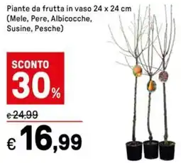 Iper La Grande Piante da frutta in vaso (Mele, Pere, Albicocche, Susine, Pesche) offerta