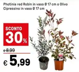 Iper La Grande Photinia red Robin in vaso o Olivo Cipressino in vaso offerta