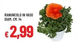 Galassia Ranuncolo in vaso diam. cm. 14 offerta