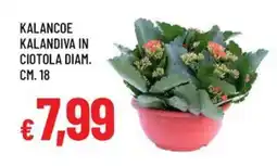 Galassia Kalancoe kalandiva in ciotola diam. cm. 18 offerta