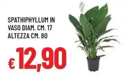Galassia Spathiphyllum in vaso diam. cm. 17 altezza cm. 80 offerta