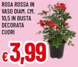 Galassia Rosa rossa in vaso diam. cm. 10,5 in busta decorata cuori offerta
