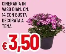 Galassia Cineraria in vaso diam. cm. 14 con busta decorata a tema offerta