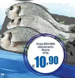 Elite Orate 600/800 allevamento Grecia offerta