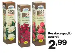 In'S Mercato Rosai a cespuglio offerta