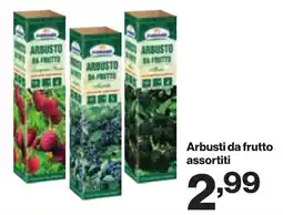 In'S Mercato Arbusti da frutto offerta