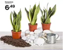In'S Mercato Sansevieria offerta