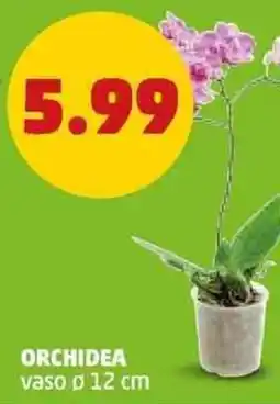 PENNY Orchidea offerta