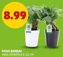 PENNY Ficus bonsai offerta