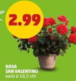 PENNY Rosa san valentino offerta