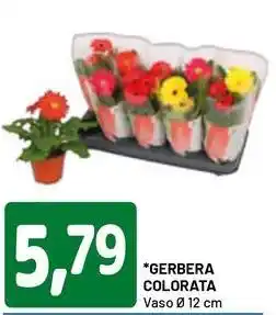 DPiù Gerbera colorata offerta