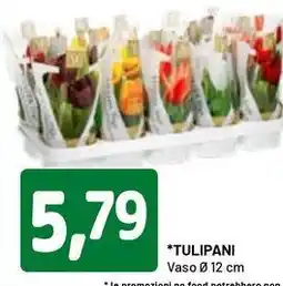 DPiù Tulipani offerta