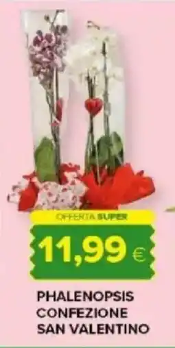 Tigre Amico Phalenopsis confezione san valentino offerta