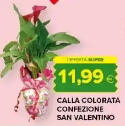 Tigre Amico Calla colorata confezione san valentino offerta