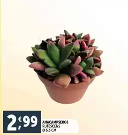 Deco Supermercati Anacampseros rufescens ø6,5 cm offerta