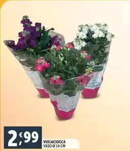 Deco Supermercati Violaciocca vaso ø 14 cm offerta