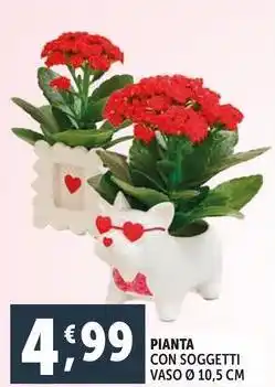 Deco Supermercati Pianta con soggetti vaso ø 10,5 cm offerta