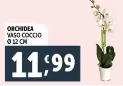 Deco Supermercati Orchidea vaso coccio Ø12 cm offerta