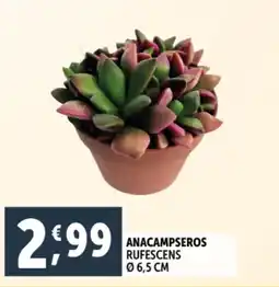 Deco Supermercati Anacampseros rufescens ø6,5 cm offerta