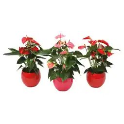 Ipercoop ANTHURIUM offerta