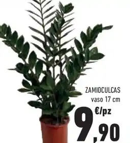 Conad Superstore Zamioculcas offerta