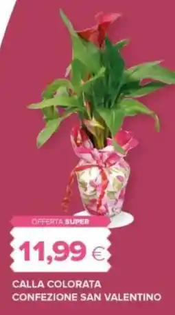 Oasi Calla colorata confezione san valentino offerta