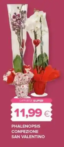 Oasi Phalenopsis confezione san valentino offerta