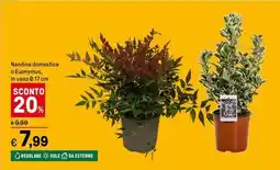 Iper La Grande Nandina domestica o Euonymus offerta