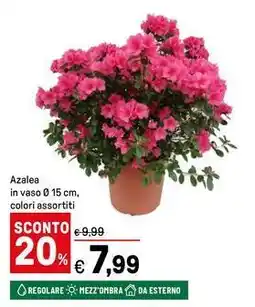 Iper La Grande Azalea offerta