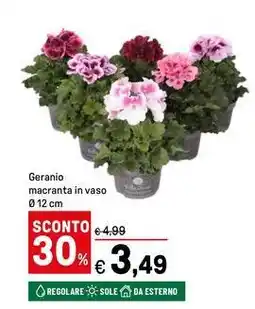 Iper La Grande Geranio macranta in vaso offerta